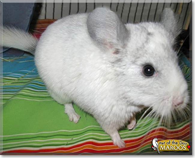 Maroos the Chinchilla, the Pet of the Day