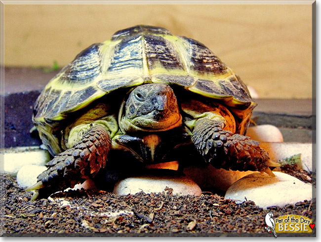 Bessie the Horsfield Tortoise, the Pet of the Day