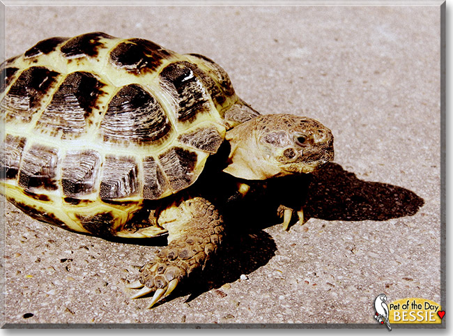 Bessie the Horsfield Tortoise, the Pet of the Day