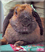 Peanuts the Holland Lop Rabbit