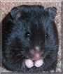 Oreo the Black Bear Hamster