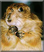 Bobo the Prairie Dog