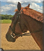 Tuesday the Quarter Horse cross
