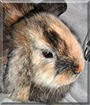 Daisy the Rabbit