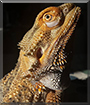Kyroga the Bearded Dragon