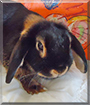 Brownie the Lop Rabbit