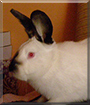 Tiva the Californian Rabbit