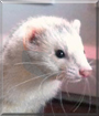 Suki the Ferret