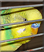 Bibo the Budgerigar