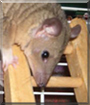 Beamer the Short-tail Opossum