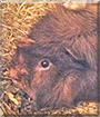 Fluffles the Abyssinian Guinea Pig