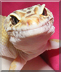 Sausage the Leopard Gecko