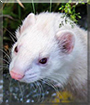 Rocco the Marshall Ferret