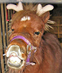 Princess the Miniature Horse