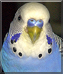 Mr. Bird the Budgerigar