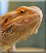 Zenobia the Bearded Dragon