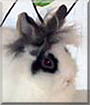 Simba the Lionhead Rabbit