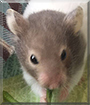 Hazel the Syrian Hamster