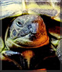 Bessie the Horsfield Tortoise