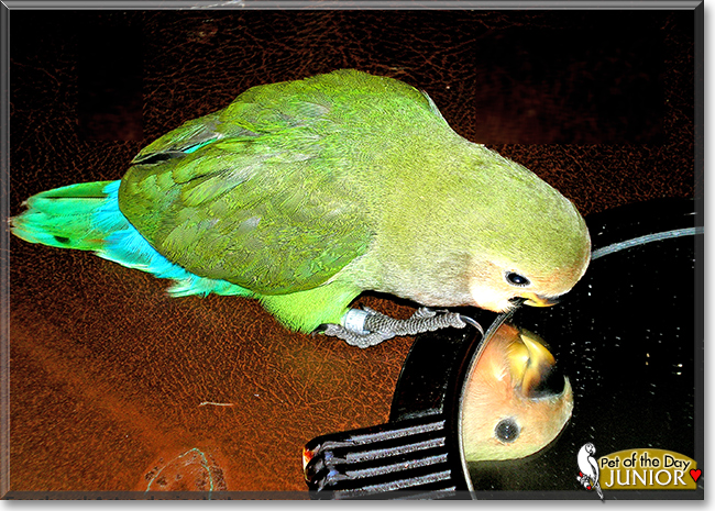Junior the Peach-faced Lovebird, the Pet of the Day