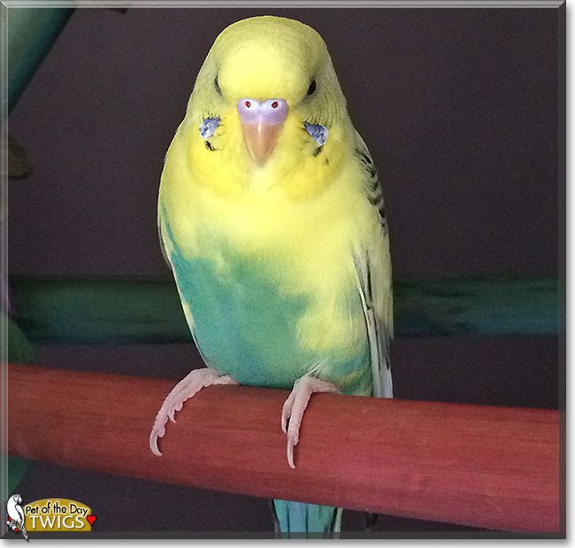 Twigs the Budgerigar, the Pet of the Day