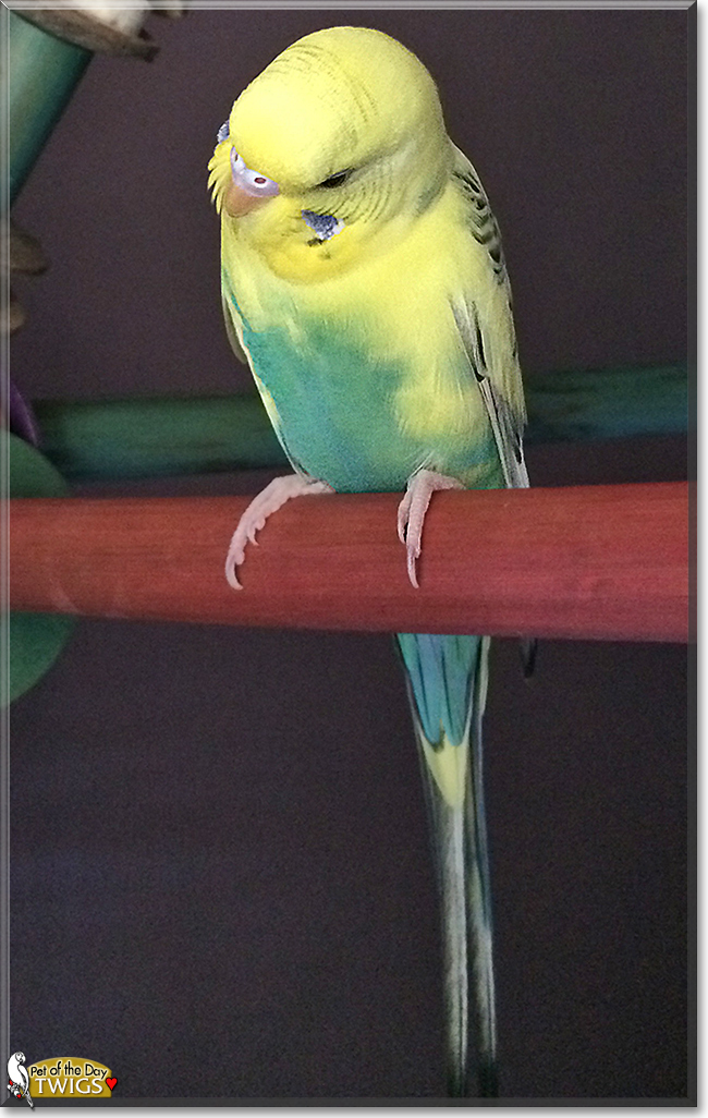 Twigs the Budgerigar, the Pet of the Day
