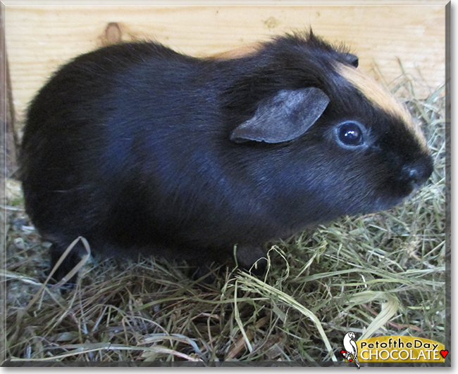 Chocolate the Guinea Pig, the Pet of the Day