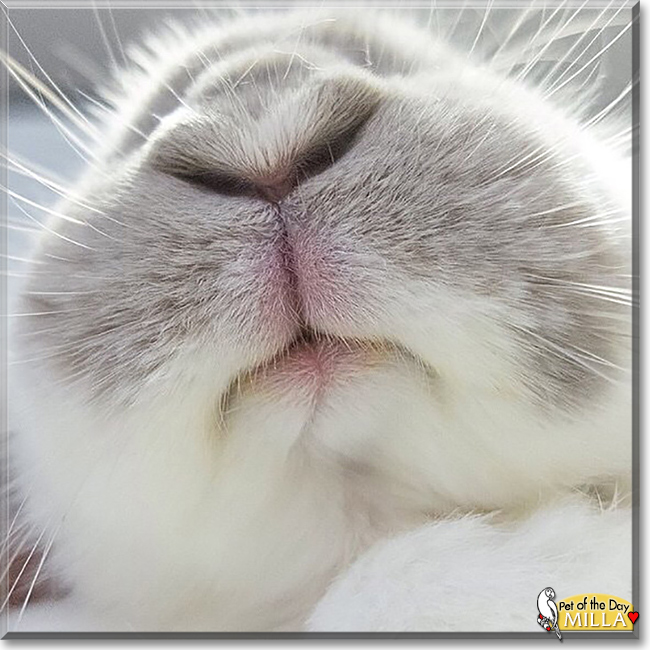 Milla the Mini Lop Rabbit, the Pet of the Day