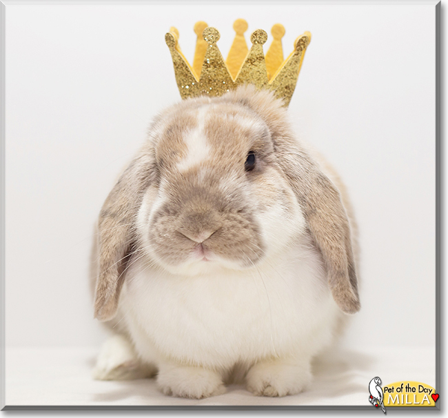 Milla the Mini Lop Rabbit, the Pet of the Day