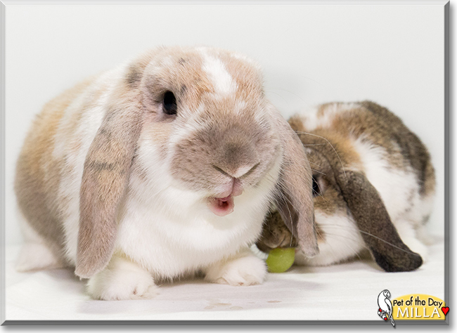 Milla the Mini Lop Rabbit, the Pet of the Day