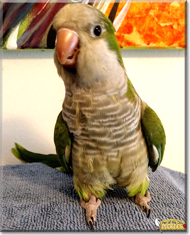 Pickles the Quaker Parrot, the Pet of the Day