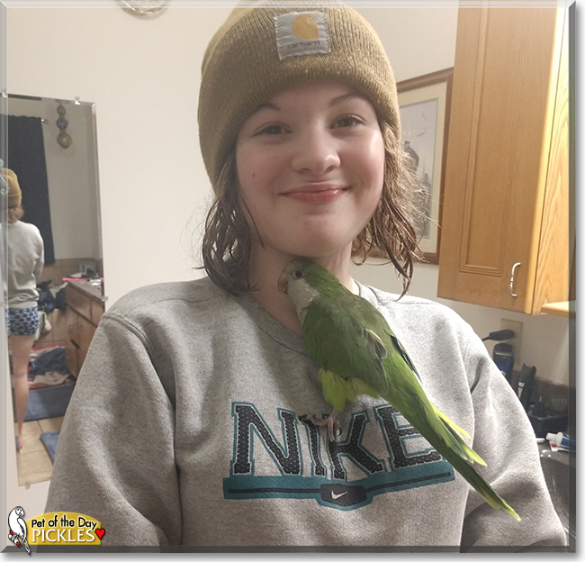Pickles the Quaker Parrot, the Pet of the Day