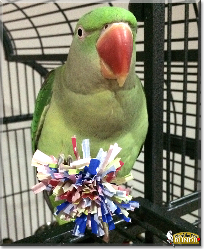 Bundii the Alexandrine Parrot, the Pet of the Day