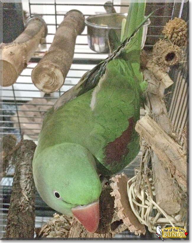 Bundii the Alexandrine Parrot, the Pet of the Day