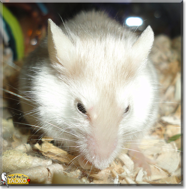 Taoko the Fancy Satin Mouse, the Pet of the Day