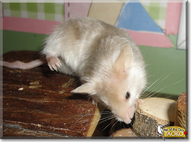 Taoko the Fancy Satin Mouse, the Pet of the Day