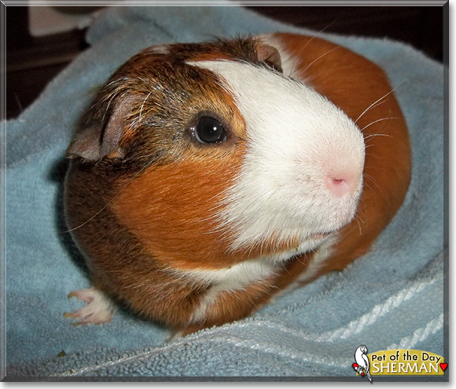 Sherman the Short-Hair Cavy, the Pet of the Day