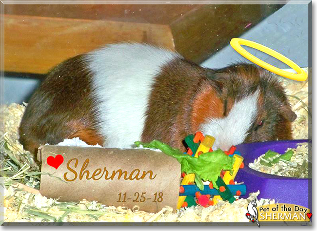 Sherman the Short-Hair Cavy, the Pet of the Day