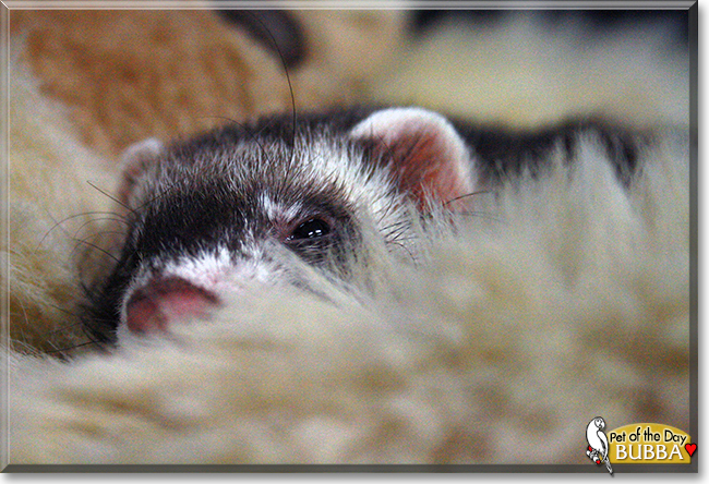 Bubba the Ferret, the Pet of the Day
