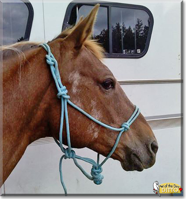 Ditto the Appaloosa Horse, the Pet of the Day