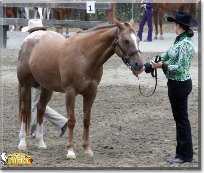 Ditto the Appaloosa Horse, the Pet of the Day