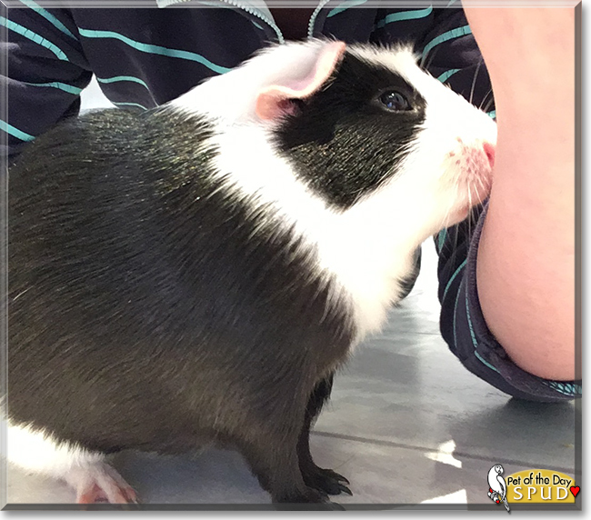 Spud the Crested Guinea Pig, the Pet of the Day