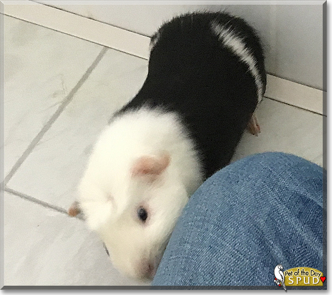 Spud the Crested Guinea Pig, the Pet of the Day
