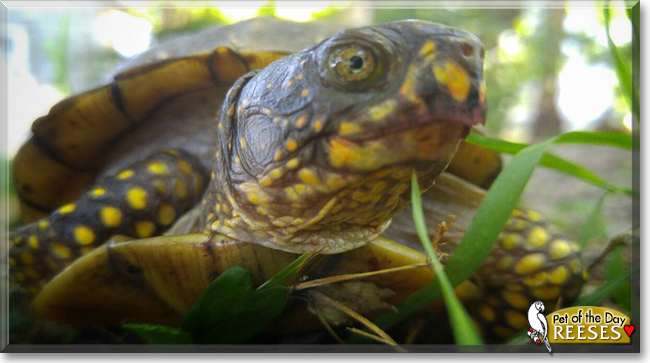 Reeses the Box Turtle, the Pet of the Day