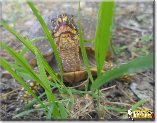 Reeses the Box Turtle, the Pet of the Day