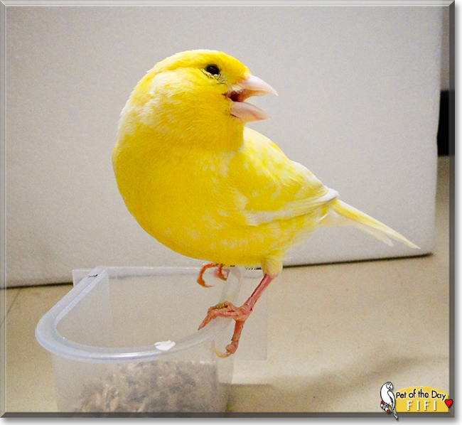 Fifi the Canary, the Pet of the Day