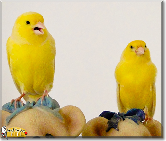 Fifi the Canary, the Pet of the Day