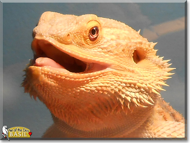 Basil the Bearded Dragon, the Pet of the Day