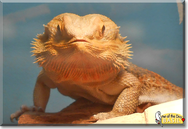 Basil the Bearded Dragon, the Pet of the Day