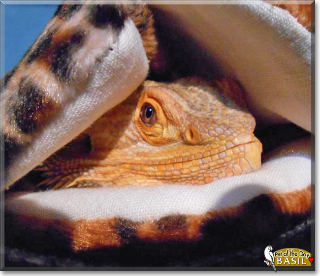 Basil the Bearded Dragon, the Pet of the Day